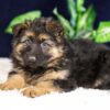 Image of Penelope, a German Shepherd puppy