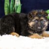 Image of Penelope, a German Shepherd puppy