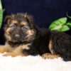 Image of Penelope, a German Shepherd puppy