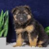 Image of Porter, a German Shepherd puppy