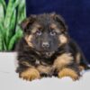 Image of Porter, a German Shepherd puppy