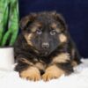 Image of Porter, a German Shepherd puppy