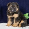 Image of Porter, a German Shepherd puppy