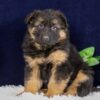 Image of Porter, a German Shepherd puppy