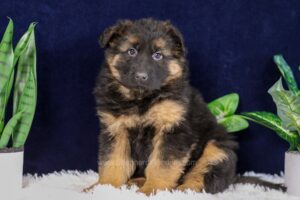 Image of Porter, a German Shepherd puppy