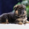 Image of Quincy, a German Shepherd puppy