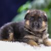 Image of Quincy, a German Shepherd puppy