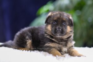 Image of Quincy, a German Shepherd puppy