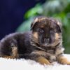 Image of Quincy, a German Shepherd puppy