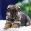 Image of Quincy, a German Shepherd puppy