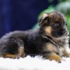 Image of Quincy, a German Shepherd puppy