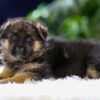 Image of Quincy, a German Shepherd puppy