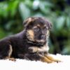 Image of Quinn, a German Shepherd puppy