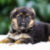 Image of Quinn, a German Shepherd puppy