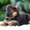 Image of Quinn, a German Shepherd puppy