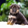 Image of Quinn, a German Shepherd puppy