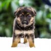 Image of Quinn, a German Shepherd puppy