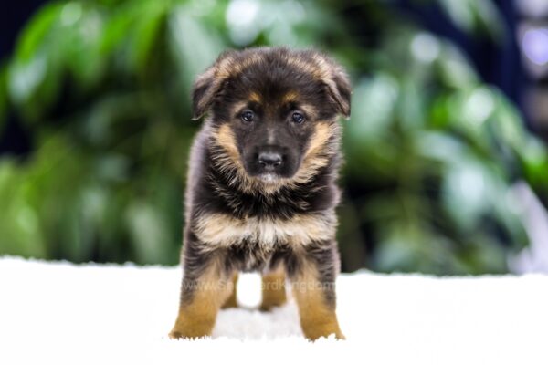 Image of Quinn, a German Shepherd puppy