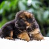 Image of Quinton, a German Shepherd puppy