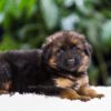 Image of Quinton, a German Shepherd puppy