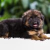 Image of Quinton, a German Shepherd puppy