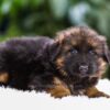 Image of Quinton, a German Shepherd puppy