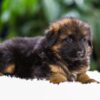 Image of Quinton, a German Shepherd puppy