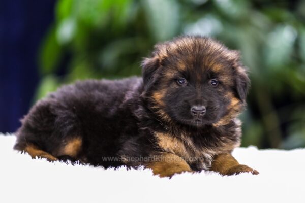 Image of Quinton, a German Shepherd puppy