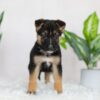 Image of Reese, a German Shepherd puppy