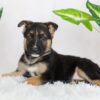 Image of Reese, a German Shepherd puppy