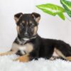 Image of Reese, a German Shepherd puppy