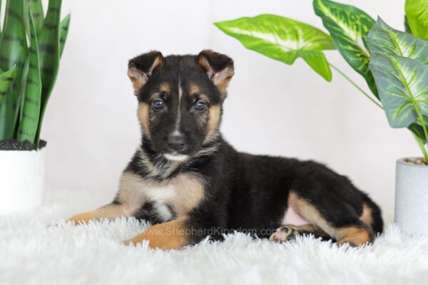 Image of Reese, a German Shepherd puppy