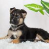Image of Reese, a German Shepherd puppy