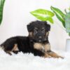 Image of Regina, a German Shepherd puppy