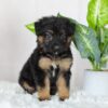 Image of Regina, a German Shepherd puppy