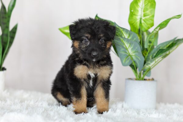 Image of Regina, a German Shepherd puppy