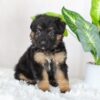 Image of Regina, a German Shepherd puppy