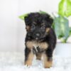 Image of Regina, a German Shepherd puppy