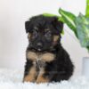 Image of Regina, a German Shepherd puppy