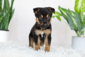 Image of Remington, a German Shepherd puppy