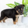 Image of Remington, a German Shepherd puppy