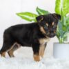 Image of Remington, a German Shepherd puppy