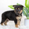 Image of Remington, a German Shepherd puppy