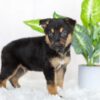 Image of Remington, a German Shepherd puppy