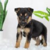 Image of Remington, a German Shepherd puppy