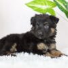 Image of Riley, a German Shepherd puppy