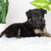 Image of Riley, a German Shepherd puppy