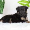 Image of Riley, a German Shepherd puppy