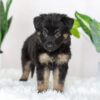 Image of Riley, a German Shepherd puppy