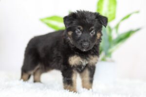 Image of Riley, a German Shepherd puppy